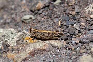 Short horned grasshopper of the species Calliptamus plebeius