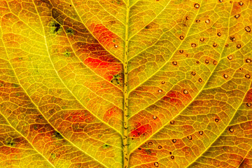 Obraz premium Closeup autumn fall extreme macro texture view of red orange wood sheet tree leaf glow in sun background. Inspirational nature october or september wallpaper. Change of seasons concept