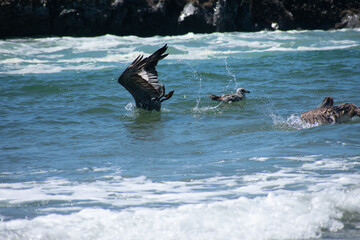Swimming Pelicans