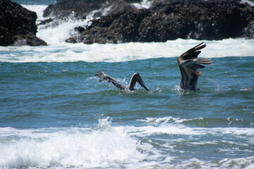Swimming Pelicans