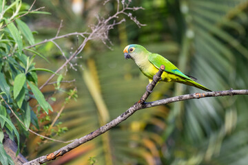 A Peach-fronted Parakeet also know as Periquito-rei perched on a branch in the middle of the woods. Species Eupsittula aurea. Animal world. Bird lover. Birdwatching. Birding.