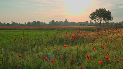 Amazing field of blooming red poppies against the background of the morning sky and sun. Wonderful natural landscape during sunrise in summertime. Scenery view of wild flowers in evening springtime