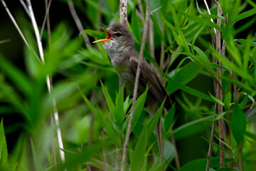 Sumpfrohrsänger // Marsh warbler (Acrocephalus palustris)