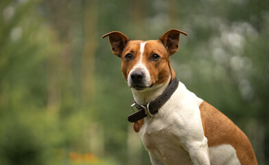 The Jack Russell Terrier dog looks into the camera.A smart hunting dog is sitting still. A small dog.