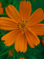 orange flower with dew drops