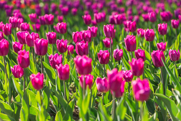 Purple tulips close-up. Flower festival. A blooming field of multicolored tulips in close-up as a concept of a holiday and spring.
