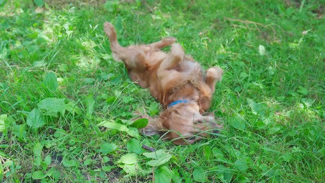 Infected or allergic gun dog scratching and itching its back on ground. Funny English cocker spaniel wallowing on grass and scratching his back during spring allergies season. Happy funny dog rolling