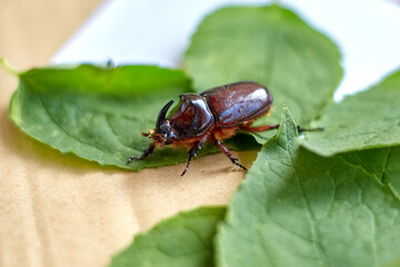 A big rhinoceros beetle on green leaves 