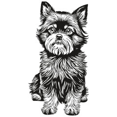Affenpinscher dog breed line drawing, clip art animal hand drawing vector black and white realistic breed pet
