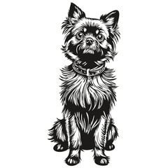 Affenpinscher dog t shirt print black and white, cute funny outline drawing vector realistic pet silhouette