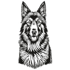Belgian Tervuren dog isolated drawing on white background, head pet line illustration sketch drawing