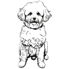 Bichons Frise dog portrait in vector, animal hand drawing for tattoo or tshirt print illustration