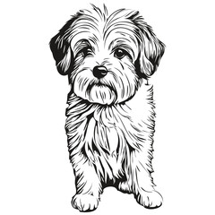 Coton de Tulear dog pencil hand drawing vector, outline illustration pet face logo black and white realistic pet silhouette