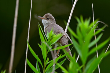 Sumpfrohrsänger // Marsh warbler (Acrocephalus palustris)