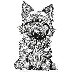 Brussels Griffon dog logo vector black and white, vintage cute dog head engraved realistic breed pet