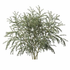 bush isolated on white background, 3D illustration, cg render
