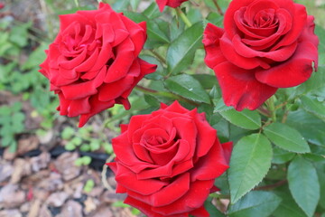 Red roses in the garden, close-up.