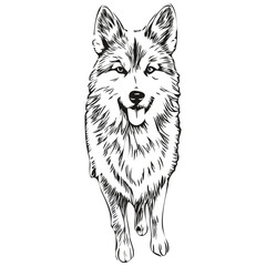 Icelandic Sheepdog dog logo vector black and white, vintage cute dog head engraved