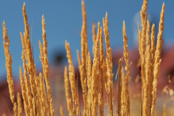 Dry grass against the blue sky in autumn. Background for text.