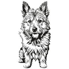 Norwich Terrier dog engraved vector portrait, face cartoon vintage drawing in black and white