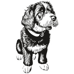 Portuguese Water dog isolated drawing on white background, head pet line illustration