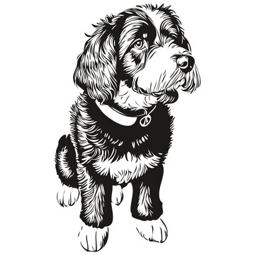 Portuguese Water dog isolated drawing on white background, head pet line illustration