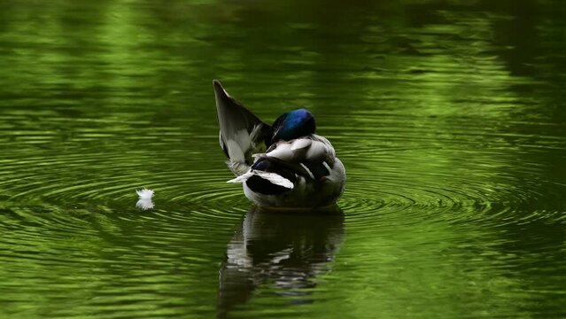 Duck male cleaning sitting on lake in cloudy summer day with nice green background
