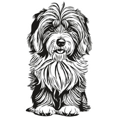 Tibetan Terrier dog ink sketch drawing, vintage tattoo or t shirt print black and white vector