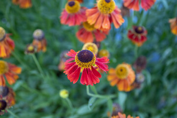 Flor naranja y roja con centro negro, fondo desenfocado, alta resolución