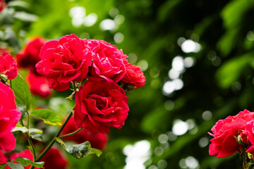 Red roses in the garden. Beautiful greeting card, gardening and rose cultivation.