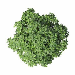 Plakat bush, top view, isolated on white background, 3D illustration, cg render 