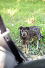 A black shaggy stray dog asks for food from the passengers of the car. Hungry animals
