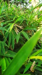 Obraz premium Premium Photo | a beautiful flower photo, nature background