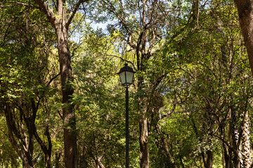 forest in Queretaro, Mexico
