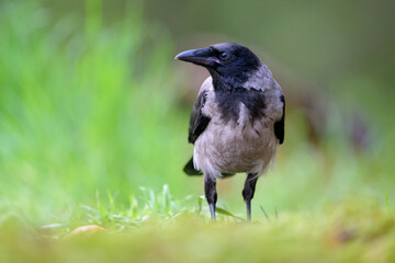 Hooded crow (Corvus cornix) in forest in summer