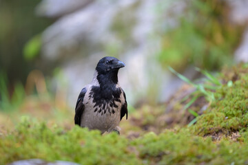 Hooded crow (Corvus cornix) in forest in summer