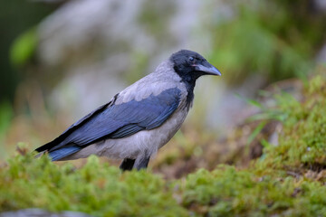 Obraz premium Hooded crow (Corvus cornix) in forest in summer