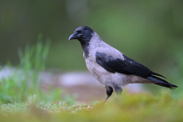 Hooded crow (Corvus cornix) in forest in summer