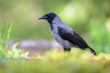 Hooded crow (Corvus cornix) in forest in summer