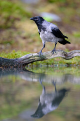 Hooded crow (Corvus cornix) in forest in summer