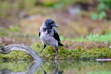 Hooded crow (Corvus cornix) in forest in summer