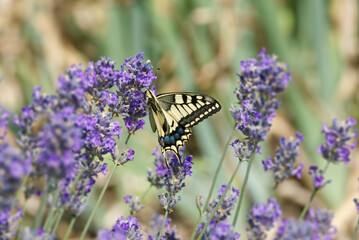 Old World Swallowtail or common yellow swallowtail (Papilio machaon) sitting on lavender in Zurich, Switzerland
