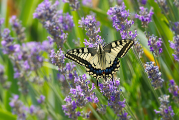 Obraz premium Old World Swallowtail or common yellow swallowtail (Papilio machaon) sitting on lavender in Zurich, Switzerland