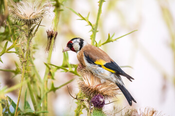 European goldfinch, feeding on the seeds of thistles. Carduelis carduelis.