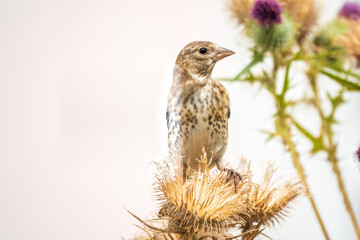 European goldfinch with juvenile plumage, feeding on the seeds of thistles. Carduelis carduelis.