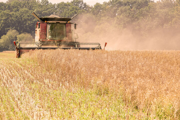 The combine harvester mows the grain in the field.