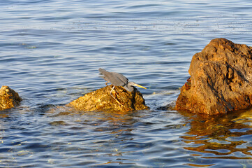 Eastern reef heron or Egretta sacra hunts for fish on a coastal reef of the Red Sea in Egypt