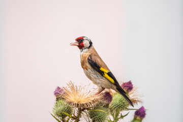 European goldfinch, feeding on the seeds of thistles. Carduelis carduelis.