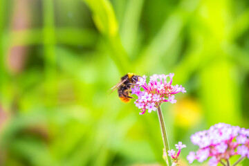 Bumble-bee sitting on Verbena purple flower in green garden
