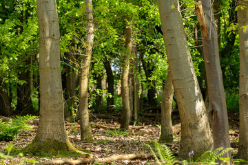 English woodland in the summer with birch and ash trees